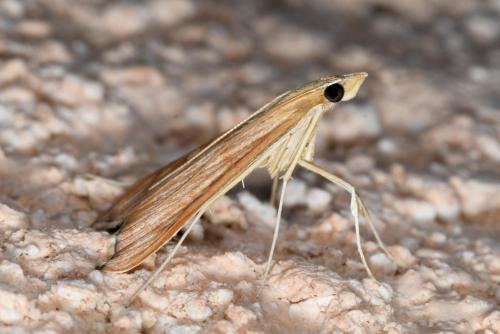 Antigastra catalaunalis